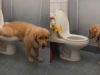 Perrito se hace viral en TikTok por hacer del baño como un humano