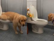 Perrito se hace viral en TikTok por hacer del baño como un humano
