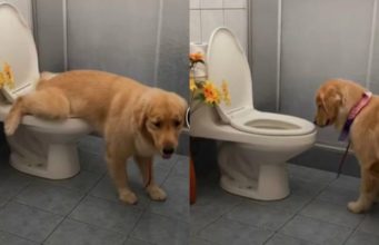 Perrito se hace viral en TikTok por hacer del baño como un humano