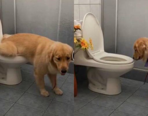 Perrito se hace viral en TikTok por hacer del baño como un humano