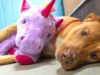 Perrito callejero robo varias veces un unicornio de peluche hasta que se lo compraron