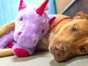 Perrito callejero robo varias veces un unicornio de peluche hasta que se lo compraron