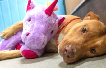 Perrito callejero robo varias veces un unicornio de peluche hasta que se lo compraron