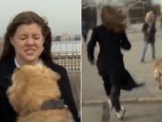 Perro roba micrófono a periodista que transmitía en vivo