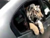Captan a tigre de bengala a bordo de un auto en Mazatlán