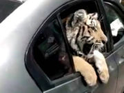Captan a tigre de bengala a bordo de un auto en Mazatlán