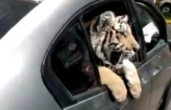 Captan a tigre de bengala a bordo de un auto en Mazatlán