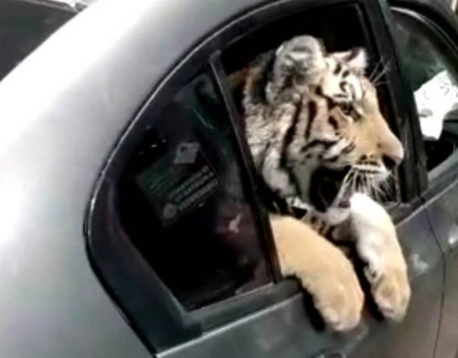 Captan a tigre de bengala a bordo de un auto en Mazatlán