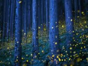 El bosque de las luciérnagas abrirá en verano