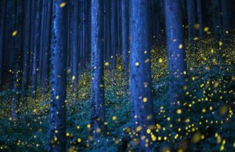 El bosque de las luciérnagas abrirá en verano