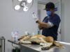 Gobierno de Huixquilucan procura salud de mascotas con jornada médica veterinaria
