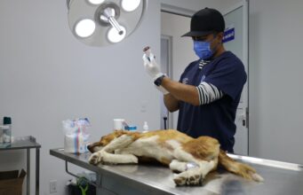 Gobierno de Huixquilucan procura salud de mascotas con jornada médica veterinaria