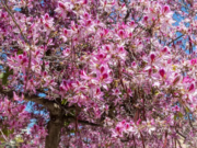 El Árbol de Orquídeas “Pata de Vaca” Embellece CDMX y Colima con Su Dulce Fragancia