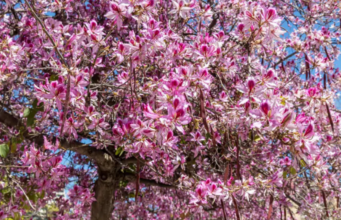 El Árbol de Orquídeas “Pata de Vaca” Embellece CDMX y Colima con Su Dulce Fragancia