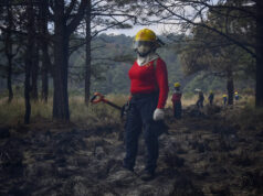 Comités de Manejo del Fuego defienden los bosques mexiquenses Descubre cómo los nuevos Comités de Manejo del Fuego buscan proteger los bosques en el Estado de México.