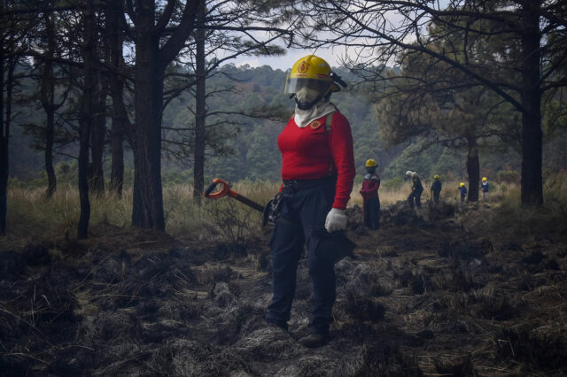 Descubre cómo los nuevos Comités de Manejo del Fuego buscan proteger los bosques en el Estado de México.