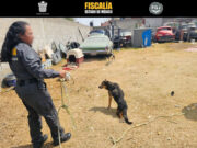 Rescatan a dos perros maltratados en Toluca tras cateo policial La Fiscalía de Justicia del Estado de México realizó un cateo en Toluca para rescatar a dos perros víctimas de maltrato animal.
