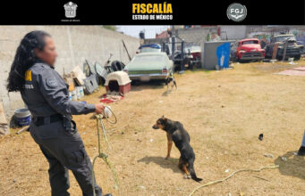 Rescatan a dos perros maltratados en Toluca tras cateo policial La Fiscalía de Justicia del Estado de México realizó un cateo en Toluca para rescatar a dos perros víctimas de maltrato animal.
