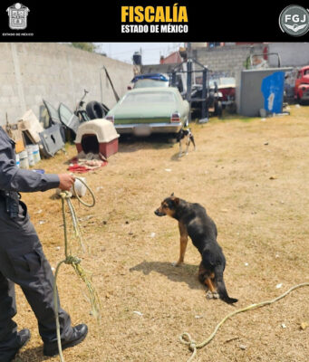 Rescatan a dos perros maltratados en Toluca tras cateo policial La Fiscalía de Justicia del Estado de México realizó un cateo en Toluca para rescatar a dos perros víctimas de maltrato animal.