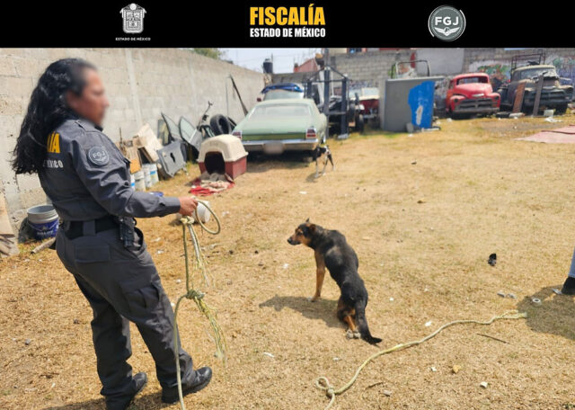 La Fiscalía de Justicia del Estado de México realizó un cateo en Toluca para rescatar a dos perros víctimas de maltrato animal.