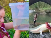 Niña halla ajolote mexicano bajo un puente en Reino Unido