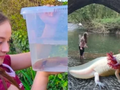 Niña halla ajolote mexicano bajo un puente en Reino Unido