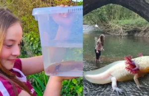 Niña halla ajolote mexicano bajo un puente en Reino Unido