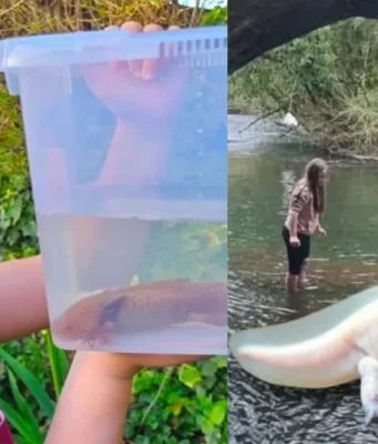 Niña halla ajolote mexicano bajo un puente en Reino Unido