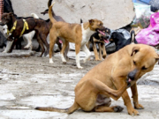 Sacrificio de perros en Tecámac desata controversia sobre control animal Mariela Gutiérrez enfrenta críticas por ordenar el sacrificio de 10 mil perros en situación de calle durante su mandato.