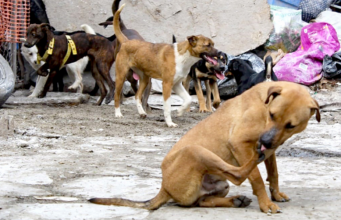 Sacrificio de perros en Tecámac desata controversia sobre control animal Mariela Gutiérrez enfrenta críticas por ordenar el sacrificio de 10 mil perros en situación de calle durante su mandato.