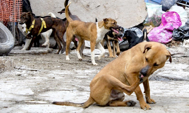 Mariela Gutiérrez enfrenta críticas por ordenar el sacrificio de 10 mil perros en situación de calle durante su mandato.