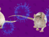 Especialistas aclaran que el hantavirus no es como el Covid-19 Expertos en salud afirman que el hantavirus no representa un nuevo Covid, tras el reciente caso en un crucero.