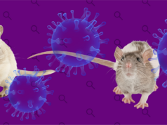 Especialistas aclaran que el hantavirus no es como el Covid-19 Expertos en salud afirman que el hantavirus no representa un nuevo Covid, tras el reciente caso en un crucero.