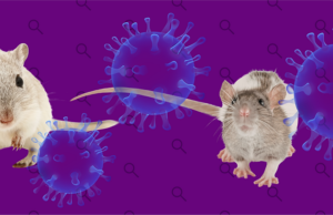 Especialistas aclaran que el hantavirus no es como el Covid-19 Expertos en salud afirman que el hantavirus no representa un nuevo Covid, tras el reciente caso en un crucero.