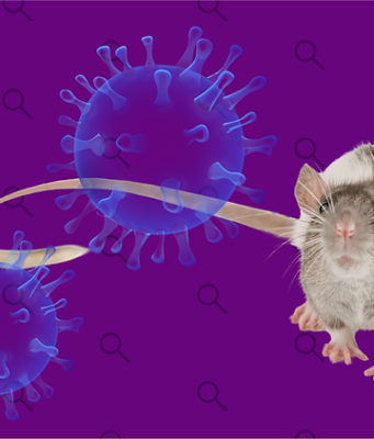 Especialistas aclaran que el hantavirus no es como el Covid-19 Expertos en salud afirman que el hantavirus no representa un nuevo Covid, tras el reciente caso en un crucero.