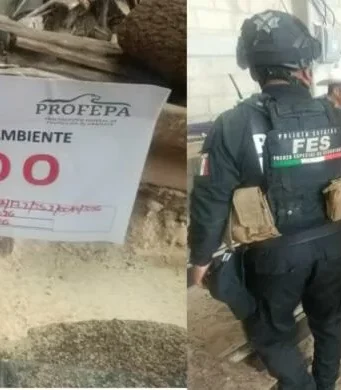 Clausuran centro clandestino de madera en Xonacatlán, revelan irregularidades La clausura de un centro clandestino de almacenamiento de madera en Xonacatlán llama la atención sobre la tala ilegal.