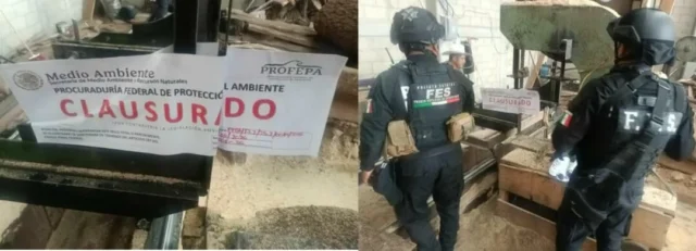clausuran-centro-clandestino-madera-xonacatlan La clausura de un centro clandestino de almacenamiento de madera en Xonacatlán llama la atención sobre la tala ilegal.