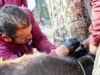 Edoméx establece cerco zoosanitario de 155 km contra el Gusano Barrenador Descubre cómo Edoméx implementa un cerco zoosanitario pionero para combatir al Gusano Barrenador en el país.