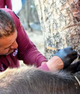 Edoméx establece cerco zoosanitario de 155 km contra el Gusano Barrenador Descubre cómo Edoméx implementa un cerco zoosanitario pionero para combatir al Gusano Barrenador en el país.