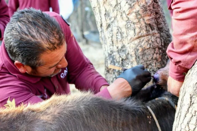 edomex-establece-cerco-zoosanitario-de-155-km-contra-el-gusano-barrenador Descubre cómo Edoméx implementa un cerco zoosanitario pionero para combatir al Gusano Barrenador en el país.