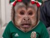 Los memes más divertidos tras la victoria de México sobre Ecuador Descubre los memes más hilarantes que surgieron después de que México derrotara a Ecuador, una celebración cultural digna de compartir.