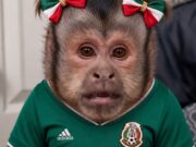 Los memes más divertidos tras la victoria de México sobre Ecuador Descubre los memes más hilarantes que surgieron después de que México derrotara a Ecuador, una celebración cultural digna de compartir.