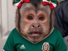 Los memes más divertidos tras la victoria de México sobre Ecuador Descubre los memes más hilarantes que surgieron después de que México derrotara a Ecuador, una celebración cultural digna de compartir.
