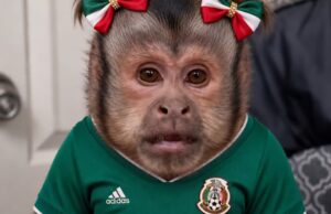 Los memes más divertidos tras la victoria de México sobre Ecuador Descubre los memes más hilarantes que surgieron después de que México derrotara a Ecuador, una celebración cultural digna de compartir.