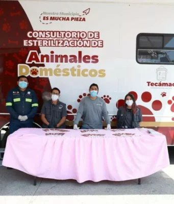 Jornadas de esterilización en Tecámac promueven bienestar animal El Gobierno de Tecámac lleva a cabo jornadas permanentes de esterilización para cuidar la salud de las mascotas.