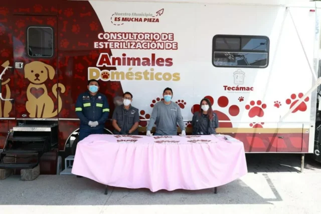 jornadas-de-esterilizacion-en-tecamac-promueven-bienestar-animal El Gobierno de Tecámac lleva a cabo jornadas permanentes de esterilización para cuidar la salud de las mascotas.