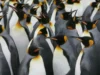 Pingüinos: las fascinantes aves del hemisferio sur y su rol ecológico Descubre el mundo de los pingüinos, aves emblemáticas del hemisferio sur que sorprenden por su adaptabilidad y comportamiento social.