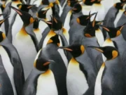 Pingüinos: las fascinantes aves del hemisferio sur y su rol ecológico Descubre el mundo de los pingüinos, aves emblemáticas del hemisferio sur que sorprenden por su adaptabilidad y comportamiento social.