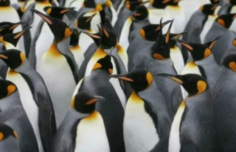Pingüinos: las fascinantes aves del hemisferio sur y su rol ecológico Descubre el mundo de los pingüinos, aves emblemáticas del hemisferio sur que sorprenden por su adaptabilidad y comportamiento social.