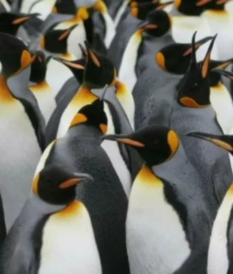 Pingüinos: las fascinantes aves del hemisferio sur y su rol ecológico Descubre el mundo de los pingüinos, aves emblemáticas del hemisferio sur que sorprenden por su adaptabilidad y comportamiento social.
